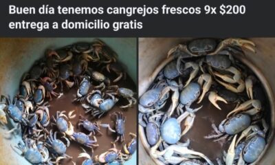 Persiste venta ilegal de cangrejo azul pese a la veda; lo ofrecen hasta con entrega a domicilio