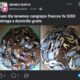 Persiste venta ilegal de cangrejo azul pese a la veda; lo ofrecen hasta con entrega a domicilio