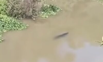 Cocodrilo ataca a pescador en Pajapan; hace unos meses otro reptil ya había generado alerta en el mismo arroyo