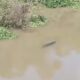 Cocodrilo ataca a pescador en Pajapan; hace unos meses otro reptil ya había generado alerta en el mismo arroyo