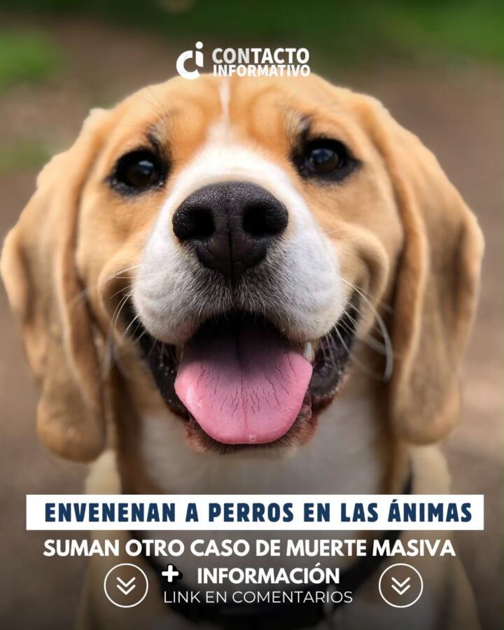 Envenenan de nuevo a perros en Las Ánimas; suman otro caso de muerte masiva