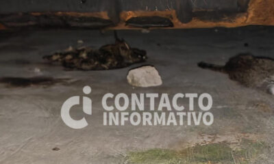 ¡Alerta en Minatitlán! Investigan presunto envenenamiento masivo de gatos en la colonia Buenavista Sur