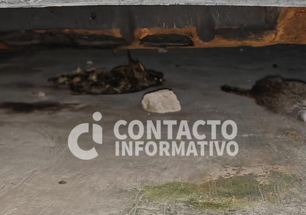 ¡Alerta en Minatitlán! Investigan presunto envenenamiento masivo de gatos en la colonia Buenavista Sur