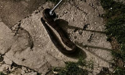 ¡Aparece serpiente dentro de una casa en Minatitlán y moviliza a cuerpos de emergencia!