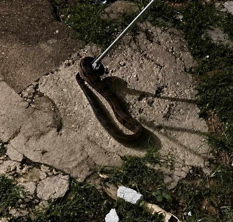 ¡Aparece serpiente dentro de una casa en Minatitlán y moviliza a cuerpos de emergencia!