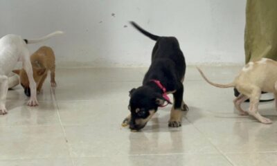 Impulsan en Coatzacoalcos la adopción responsable de perros rescatados del maltrato y el abandono