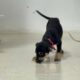 Impulsan en Coatzacoalcos la adopción responsable de perros rescatados del maltrato y el abandono