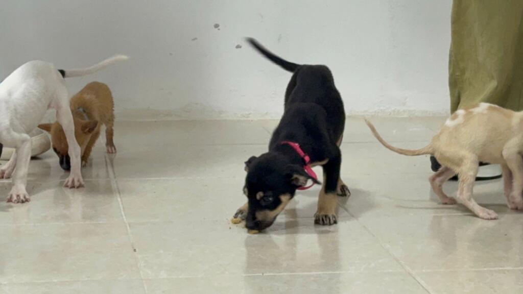Impulsan en Coatzacoalcos la adopción responsable de perros rescatados del maltrato y el abandono