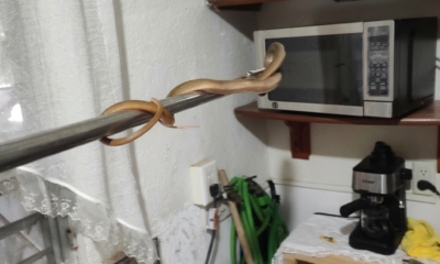 Encuentran serpiente dentro de una casa y moviliza a cuerpos de emergencia en Minatitlán