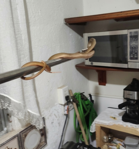 Encuentran serpiente dentro de una casa y moviliza a cuerpos de emergencia en Minatitlán