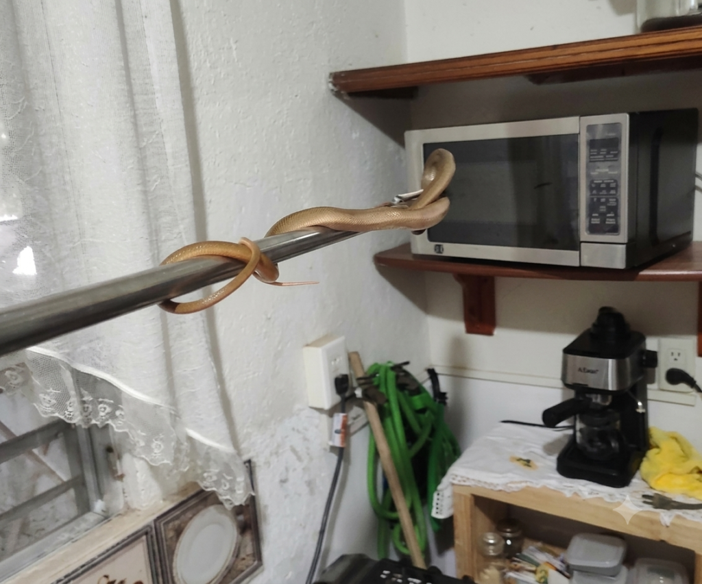 Encuentran serpiente dentro de una casa y moviliza a cuerpos de emergencia en Minatitlán