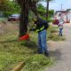 Se realizan labores de embellecimiento en camellones