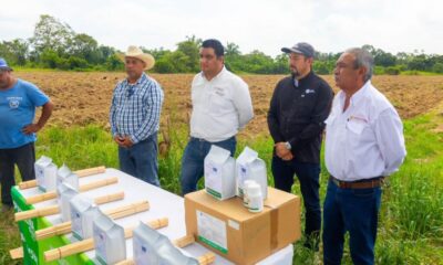 Minatitlán refuerza el control del gusano cogollero en cultivos de maíz