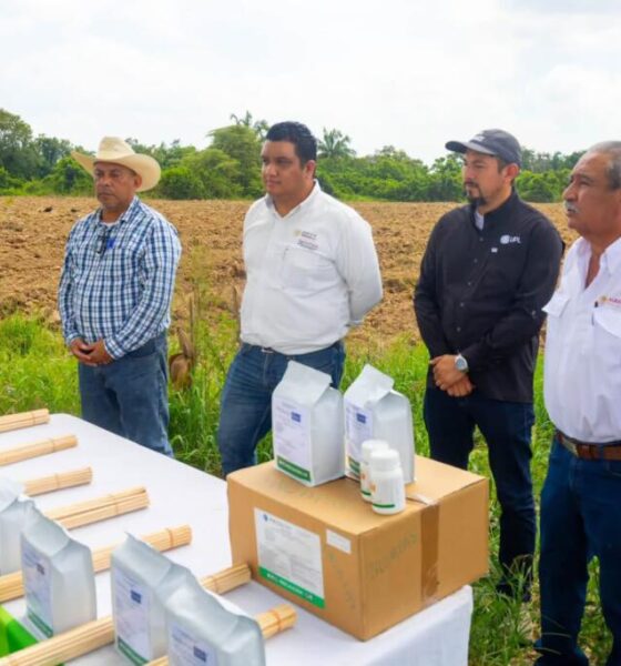 Minatitlán refuerza el control del gusano cogollero en cultivos de maíz