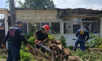 ¡Retiran árboles que ponían en riesgo el cableado y a las familias de Minatitlán!