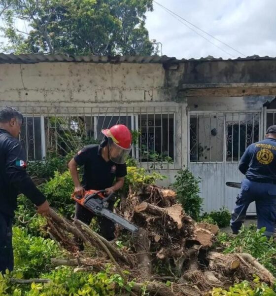¡Retiran árboles que ponían en riesgo el cableado y a las familias de Minatitlán!