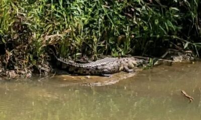 Alertan por presencia de cocodrilo en carretera entre los poblados 12 y 14 de Uxpanapa