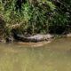 Alertan por presencia de cocodrilo en carretera entre los poblados 12 y 14 de Uxpanapa
