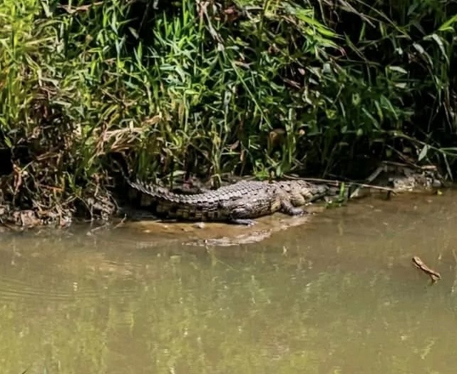 Alertan por presencia de cocodrilo en carretera entre los poblados 12 y 14 de Uxpanapa
