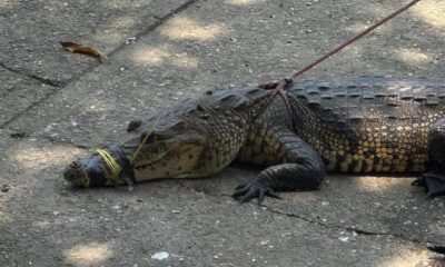 Avistamientos de cocodrilos son cada vez más frecuentes en el sur de Veracruz; llaman a no ponerse en riesgo y protegerlos