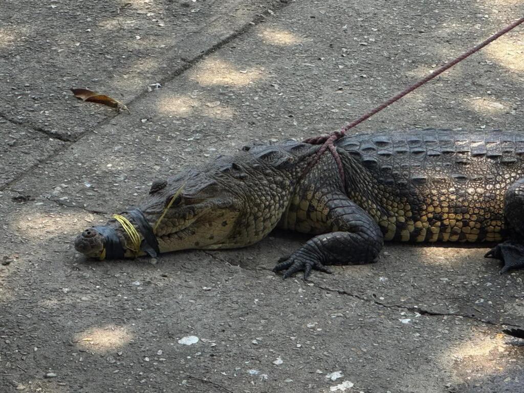 Avistamientos de cocodrilos son cada vez más frecuentes en el sur de Veracruz; llaman a no ponerse en riesgo y protegerlos