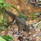 Alertan por presuntas crías de cocodrilo en Los Arcos; piden extremar precauciones