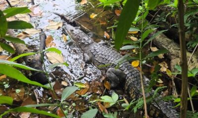 Reincorporan dos cocodrilos y dos mazacuatas en el Parque Ecológico Jaguaroundi