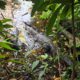 Reincorporan dos cocodrilos y dos mazacuatas en el Parque Ecológico Jaguaroundi
