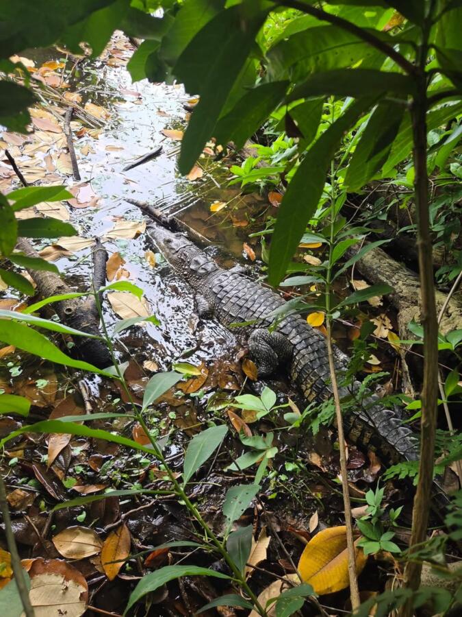 Reincorporan dos cocodrilos y dos mazacuatas en el Parque Ecológico Jaguaroundi