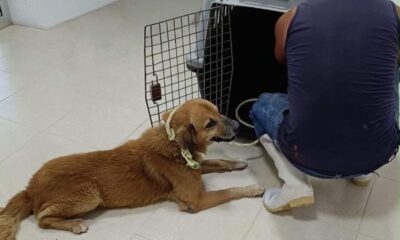 Llaman a revisar mascotas ante nuevo caso de Gusano Barrenador en un perro de Coatzacoalcos