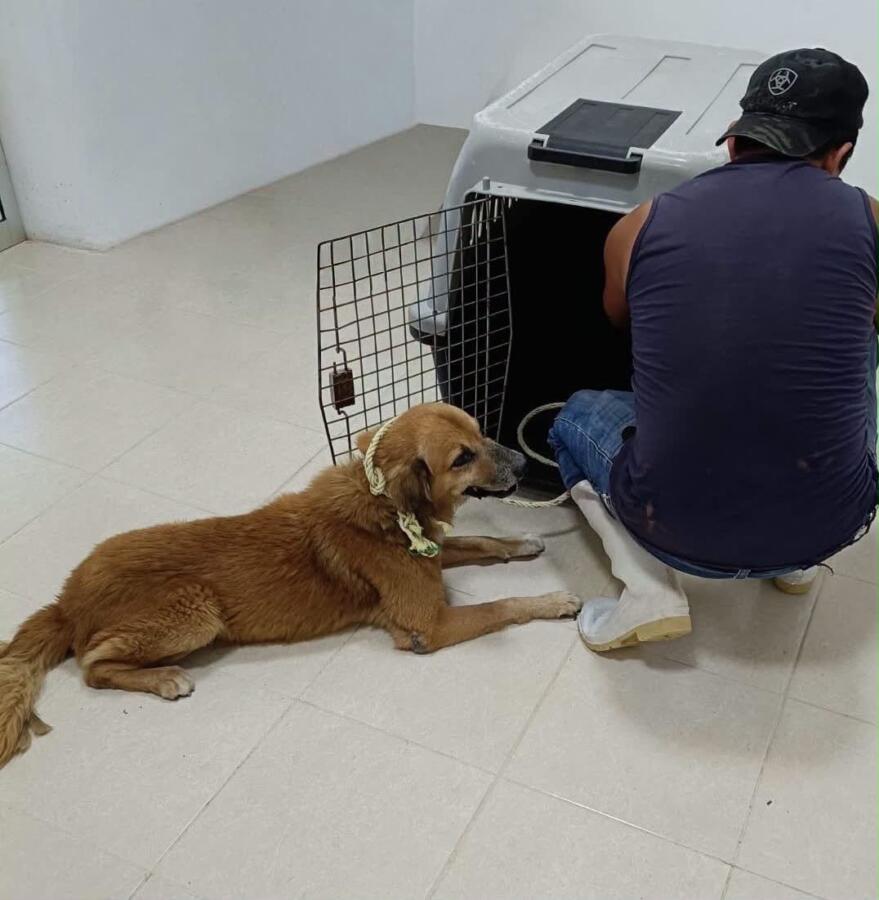 Llaman a revisar mascotas ante nuevo caso de Gusano Barrenador en un perro de Coatzacoalcos