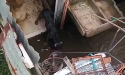 Un perro se come a otro en refugio de animales en Coatzacoalcos; Ayuntamiento denuncia ante Fiscalía