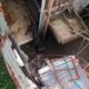 Un perro se come a otro en refugio de animales en Coatzacoalcos; Ayuntamiento denuncia ante Fiscalía
