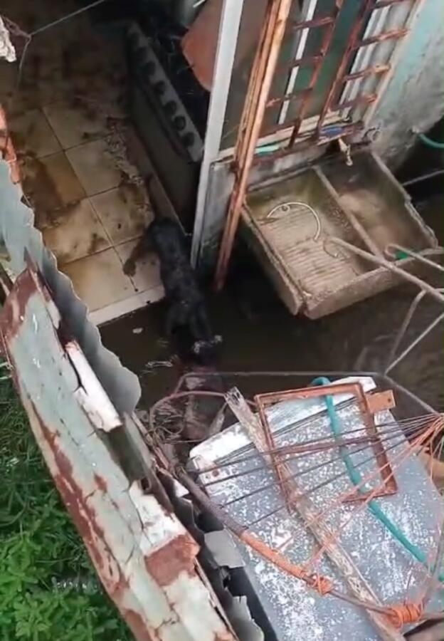 Un perro se come a otro en refugio de animales en Coatzacoalcos; Ayuntamiento denuncia ante Fiscalía