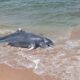 Recala delfín sin vida en playas de Villa Allende