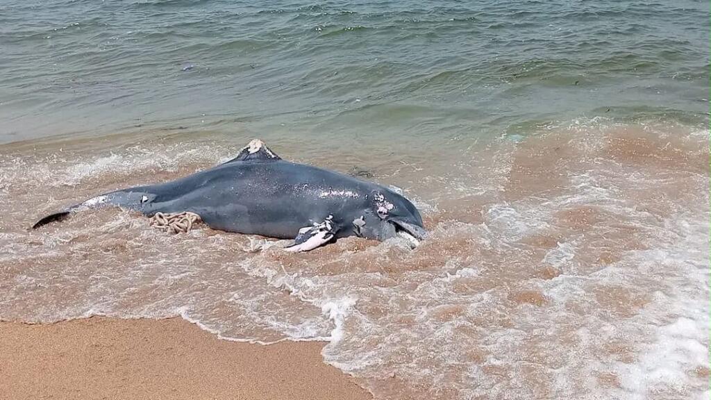 Recala delfín sin vida en playas de Villa Allende