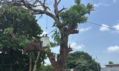 Retiran árbol en riesgo en la colonia El Palmar