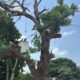 Retiran árbol en riesgo en la colonia El Palmar