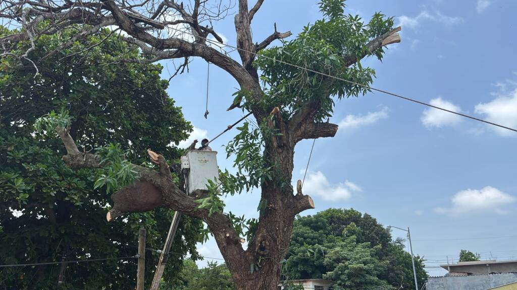 Retiran árbol en riesgo en la colonia El Palmar