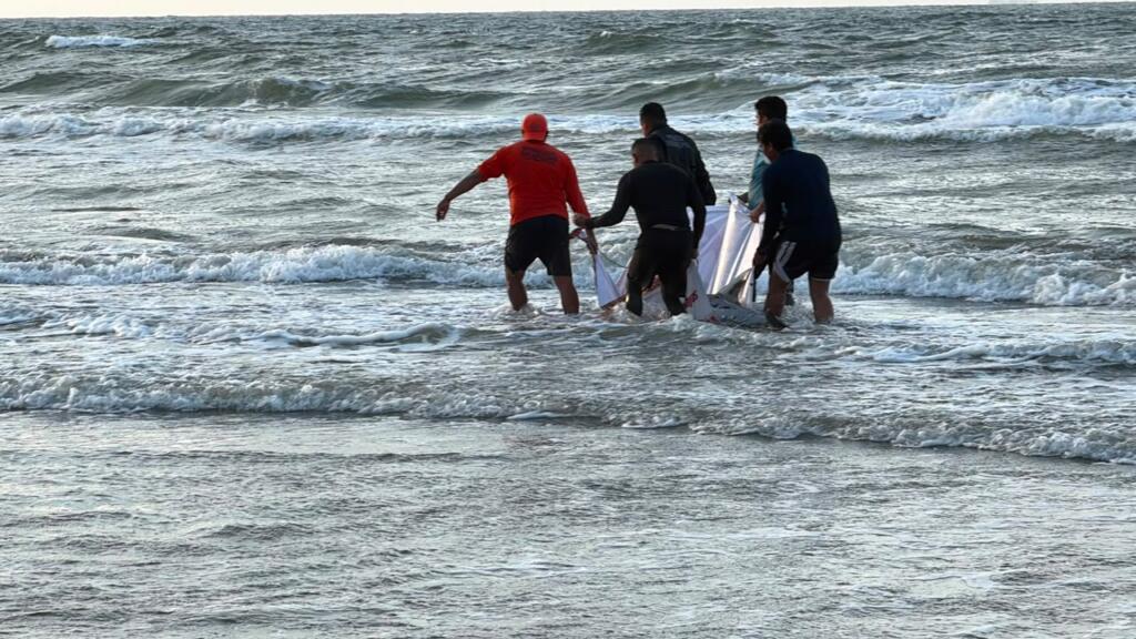 Muere delfín tras varar en playas de Coatzacoalcos; presentaba pulmón colapsado