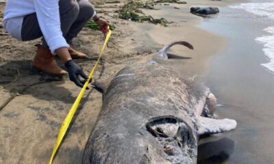 Encuentran delfín muerto de dos metros en playa de Coatzacoalcos