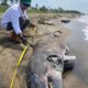 Encuentran delfín muerto de dos metros en playa de Coatzacoalcos