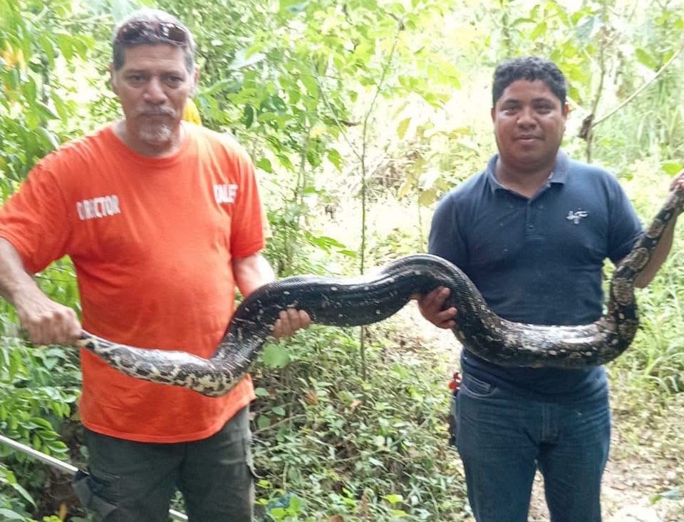 *Enorme boa es capturada en Ixhuatlán del Sureste, autoridades la reubicaron*