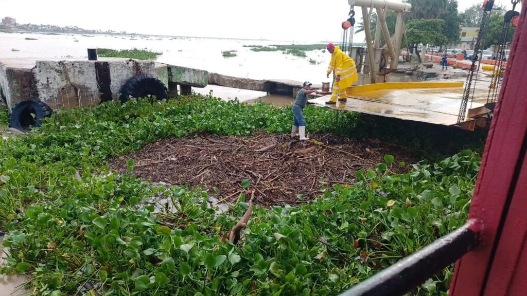 Retiran palizada para liberar embarcadero del transbordador de Coatzacoalcos