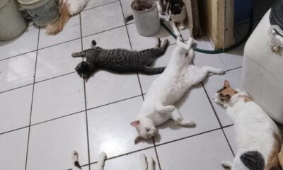 Advierten por acumulación de perros y gatos en viviendas de Coatzacoalcos