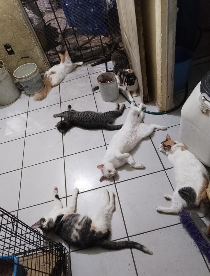 Advierten por acumulación de perros y gatos en viviendas de Coatzacoalcos
