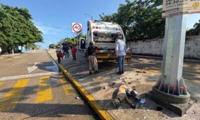 Vecinos dejan hasta perros muertos entre basura en Lomas del Bosque