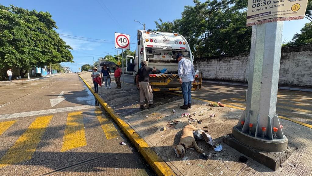 Vecinos dejan hasta perros muertos entre basura en Lomas del Bosque