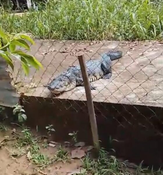 Reaparece enorme cocodrilo en canal de la colonia Manuel Ramírez Romero de Nanchital