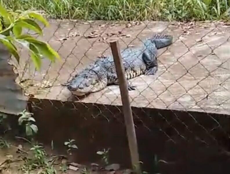 Reaparece enorme cocodrilo en canal de la colonia Manuel Ramírez Romero de Nanchital